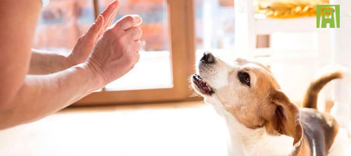 Cuidar mascotas: historias de multas y cárcel
